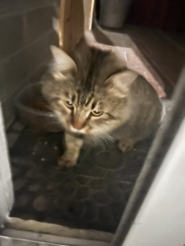 lost pet in Tucson, Arizona