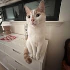 Lost Cat in Austin, Texas — listing photo