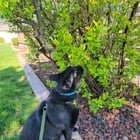 Lost Pet in St. Louis, Missouri — HELP!!! LOST CAT U CITY!!!