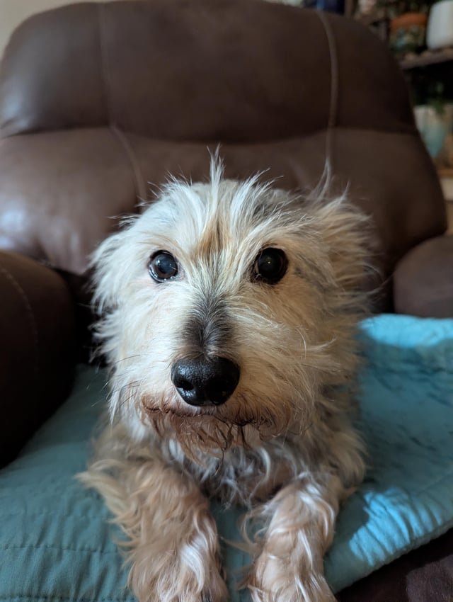Lost Dog in Seattle, Washington — listing photo