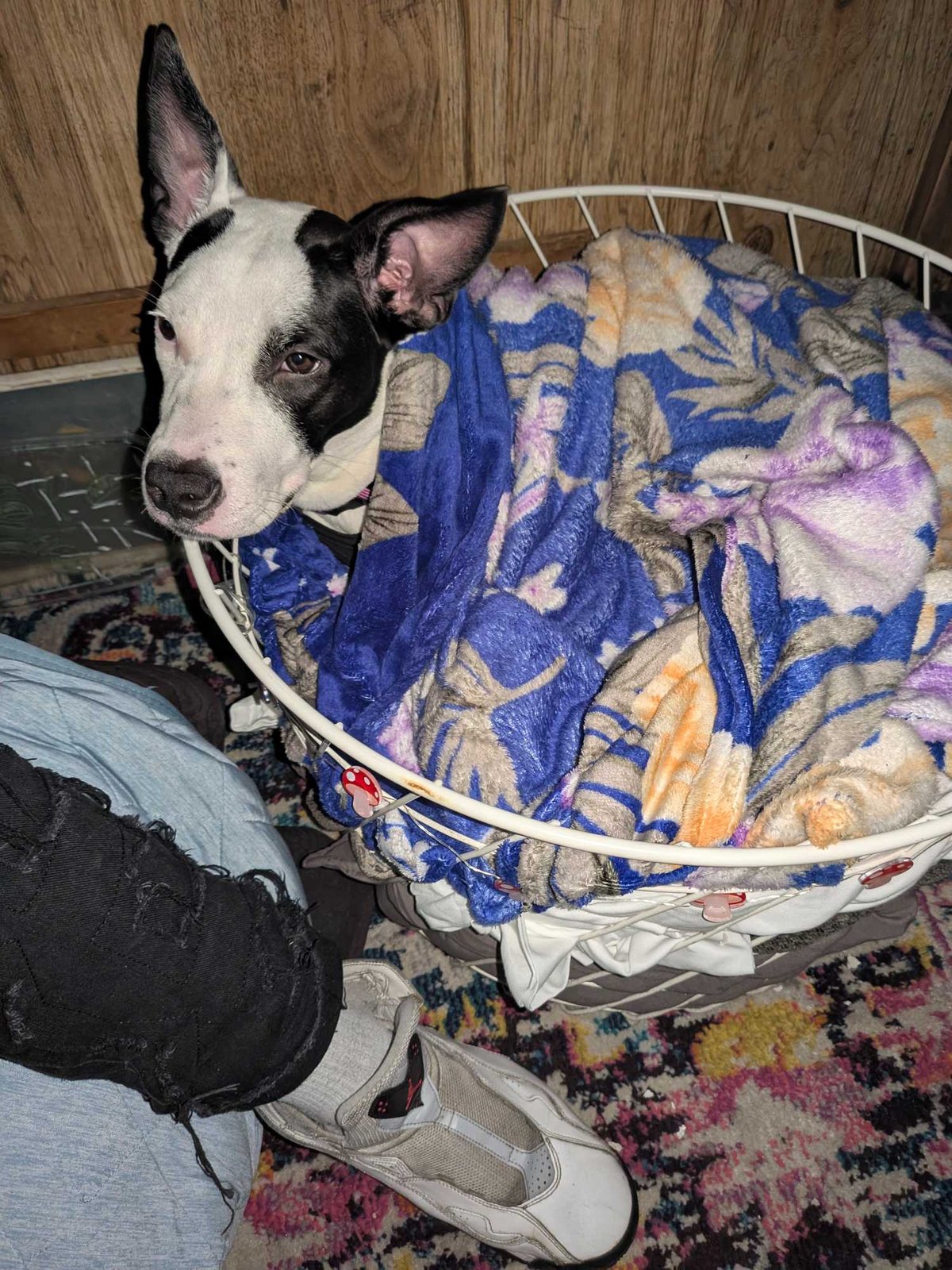 Lost Dog in Los Angeles, California — listing photo