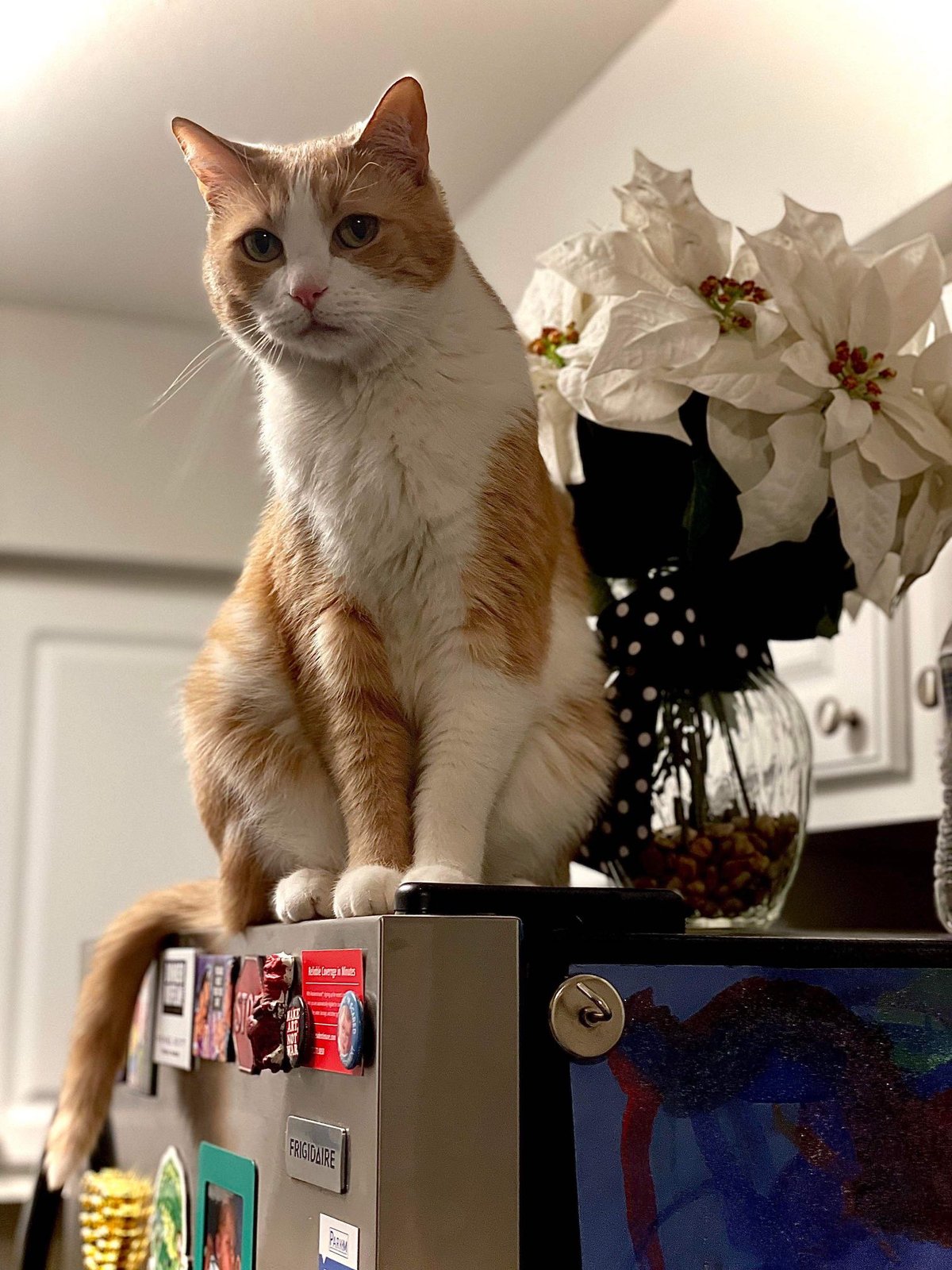 Lost Cat in Thornton, Colorado — listing photo