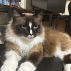 Lost Cat in Asheville, North Carolina — !!️Missing Cat in Fairview, help us find him!