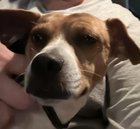 found dog in San Antonio, Texas