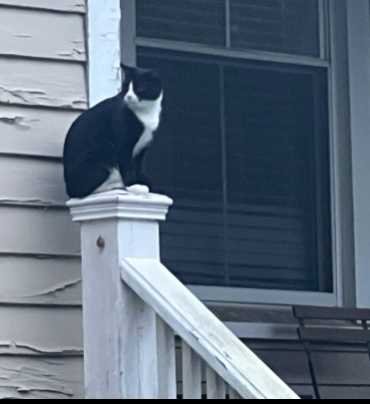 Lost Cat in Columbia, South Carolina — listing photo