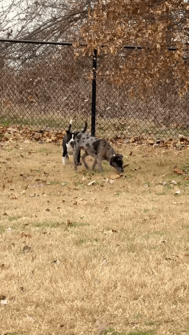 Found Dog in Memphis, Tennessee — listing photo