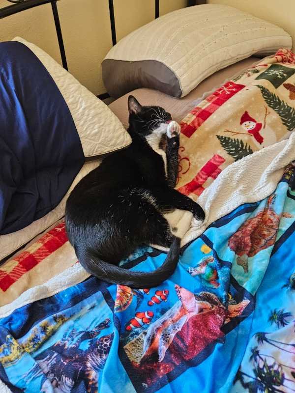 Lost Cat in Newberg — listing photo