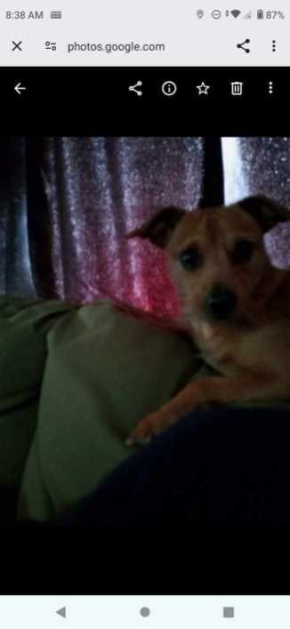 Lost Dog in Sacramento, California — listing photo