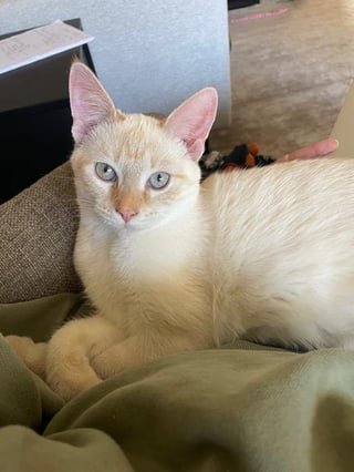 lost cat in Wichita, Kansas