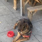 Lost Dog in Portland, Oregon — listing photo
