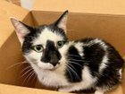 Lost Cat in Asheville, North Carolina — listing photo