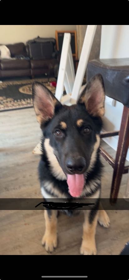 Lost Dog in Olympia, Washington — listing photo