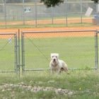 lost pet in Austin, Texas