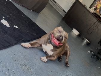 Lost Dog in Compton, California — listing photo