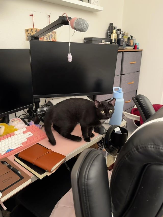 lost cat in Irvine, California
