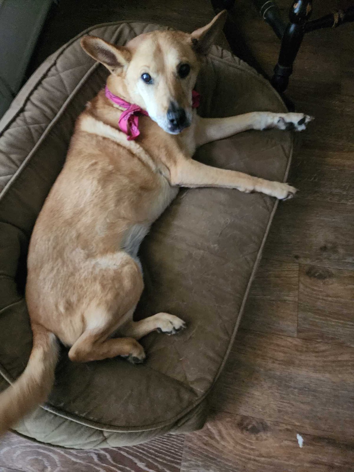 Lost Dog in Boulder, Colorado — listing photo