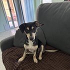 Lost Dog in Mesa, Arizona — Anyone looking for this sweet boy