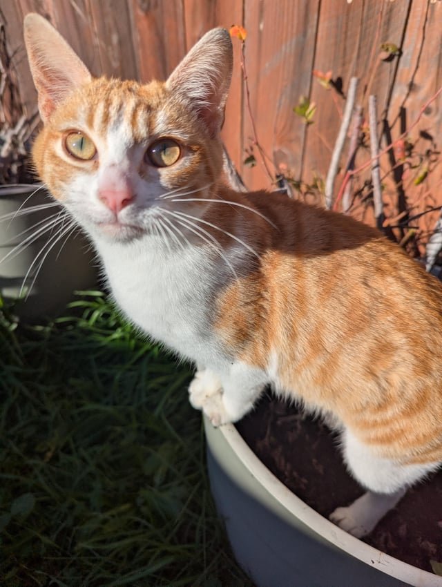 Lost Cat in Sacramento, California — Looking for home for 6 month old cat
