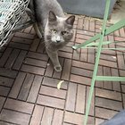 lost cat in San Francisco, California