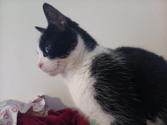 Lost Cat in Detroit, Michigan — Potentially Missing cat in clinton Township area
