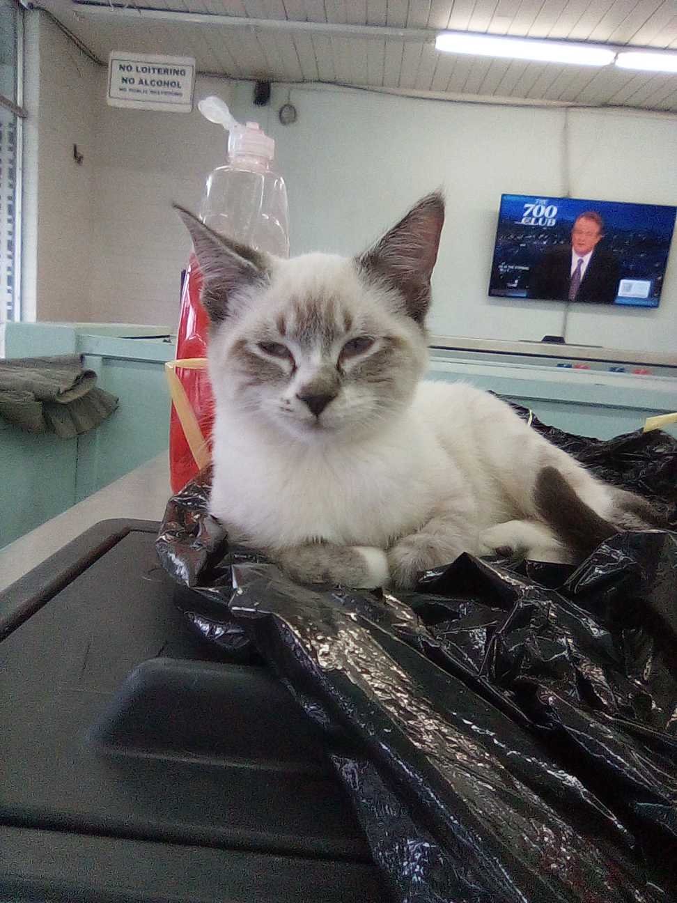 Lost Cat in Portland, Maine — listing photo