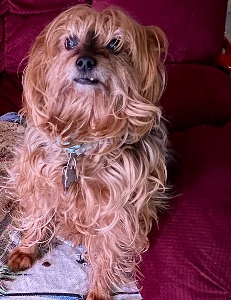 Lost Dog in Reno, Nevada — listing photo