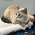 lost cat in Orlando, Florida