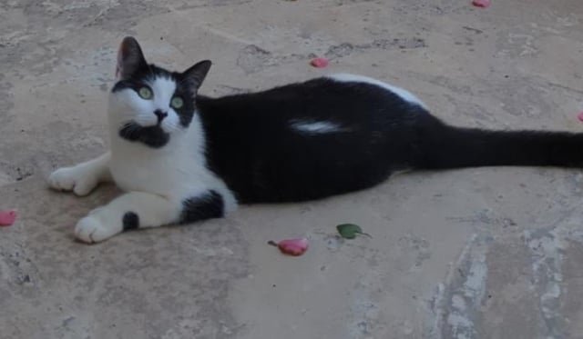 lost cat in K