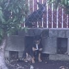 Found Dog in Sacramento, California — Are these your pups? (FOUND: 2 small dogs)