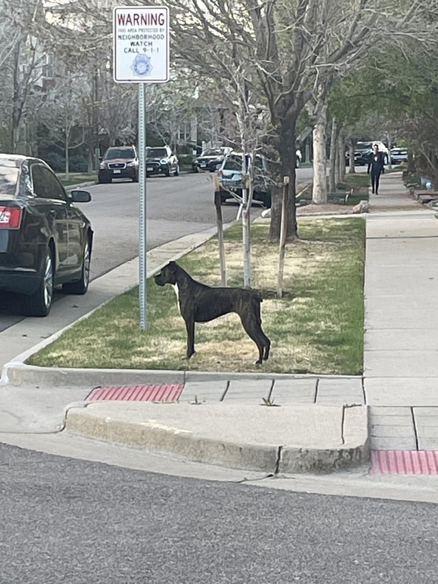 Lost Dog in Denver, Colorado — listing photo