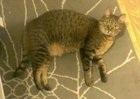 lost cat in Los Angeles, California