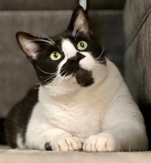Lost Cat in Sandy, Utah — listing photo