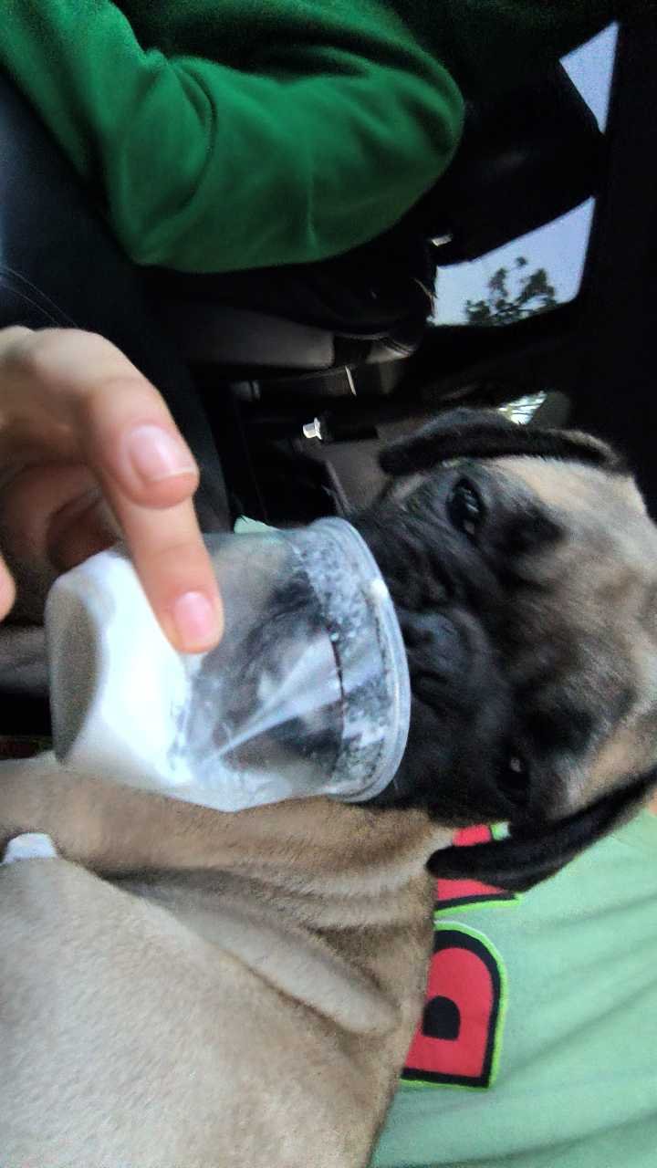 Lost Dog in Brinson — listing photo