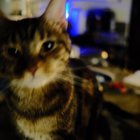 lost cat in Atlanta, Georgia