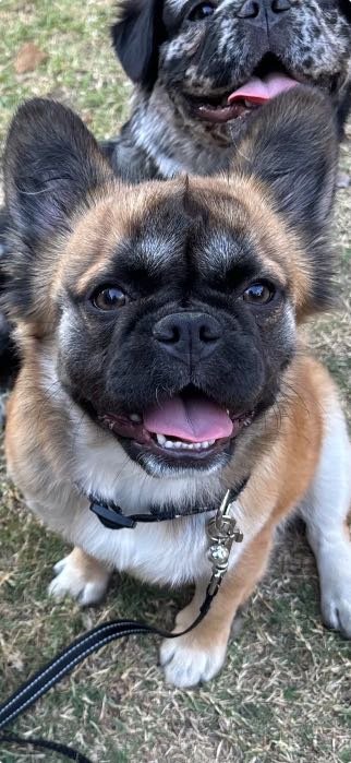 Lost Dog in Sunnyvale, California — listing photo