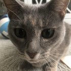 Lost Dog in Jacksonville, Florida — listing photo