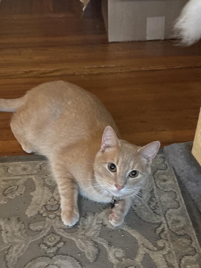 lost pet in Buffalo, New York