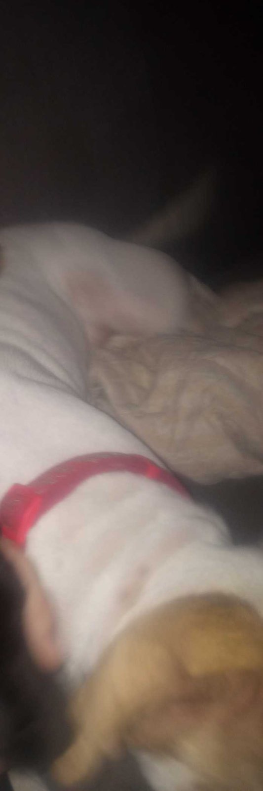 Lost Dog in Tahlequah — listing photo