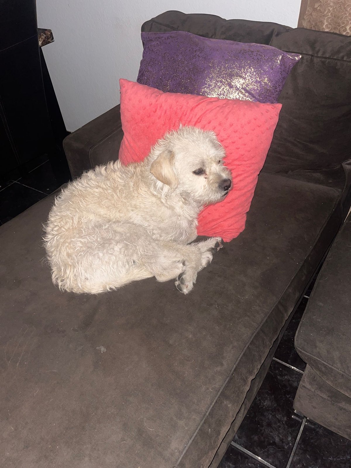 Lost Dog in North Las Vegas, Nevada — listing photo