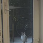 Lost Cat in Portland, Oregon — Anyone missing a cat in NE Mississippi & Fremont?