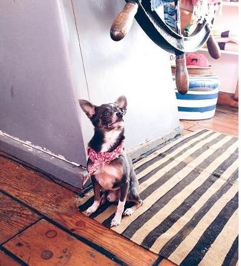 Pet alert in New York, New York — Help/advice needed: someone stole my friend's dog in Bed Stuy and we are at a loss.
