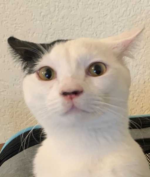 Lost Cat in Richland Hills — listing photo