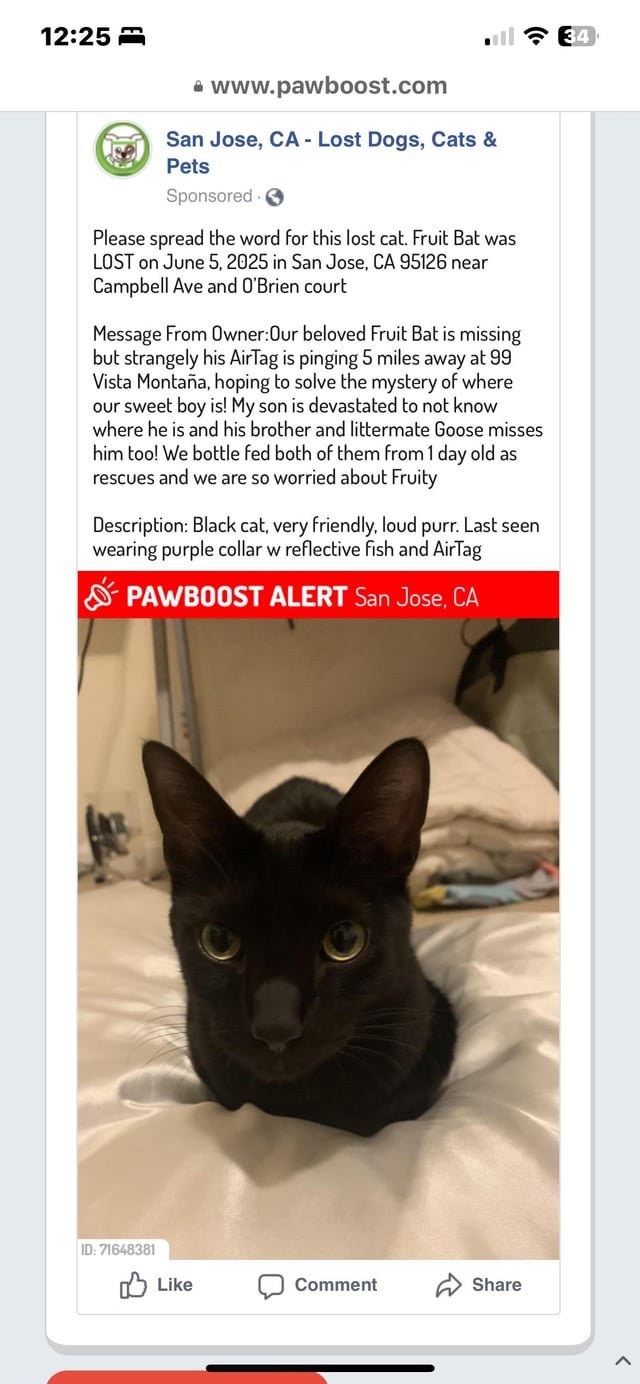 Lost Cat in San Jose, California — listing photo