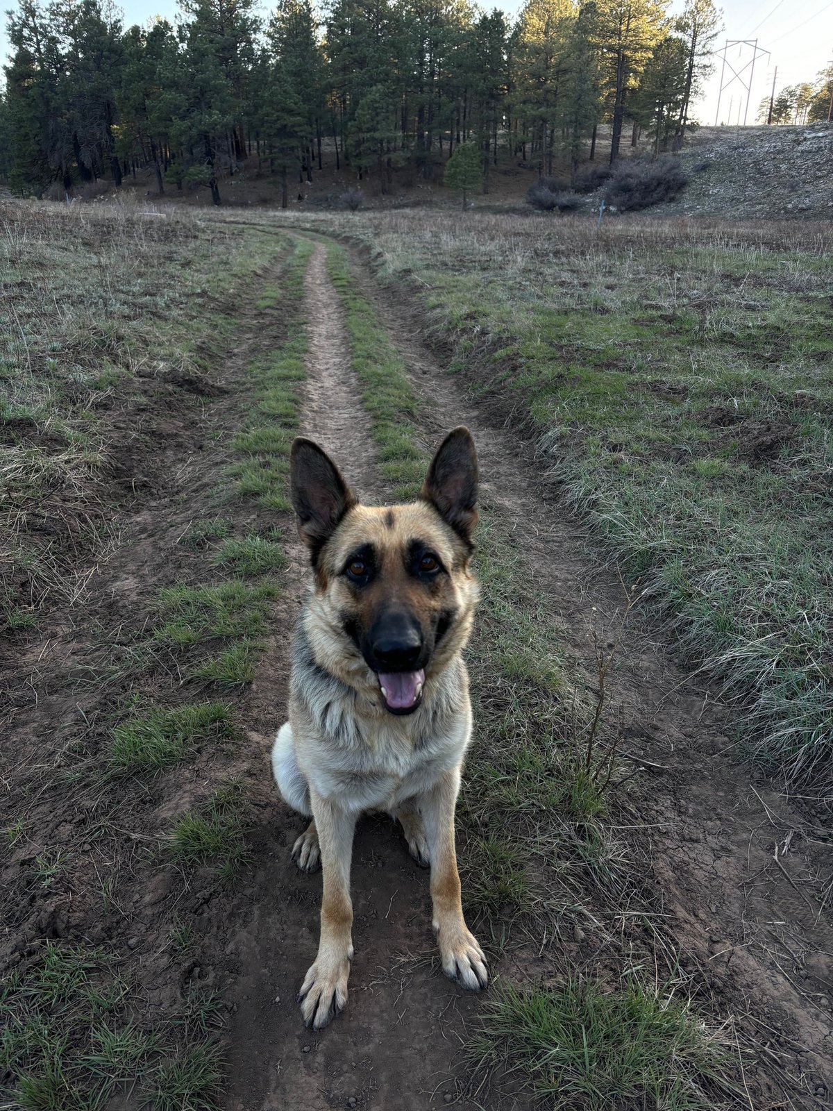 Lost Dog in Flagstaff, Arizona — listing photo