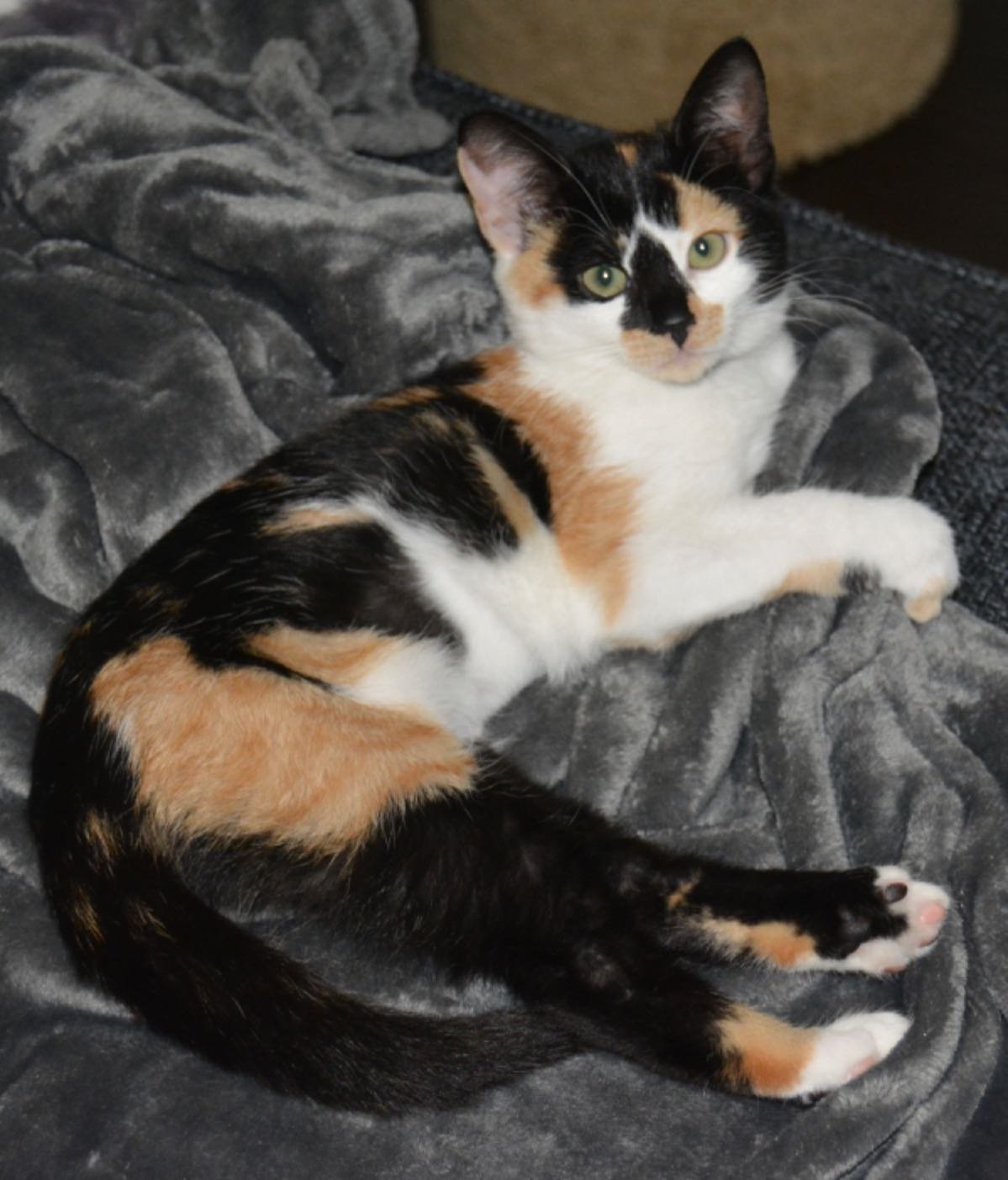 Lost Cat in Round Rock, Texas — listing photo
