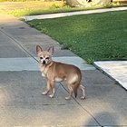 found dog in San Francisco, California