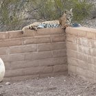 found cat in Tucson, Arizona