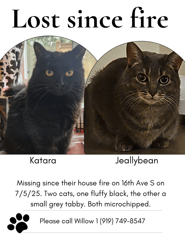 Lost Cat in Seattle, Washington — listing photo