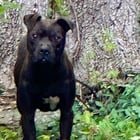 found dog in Columbus, Ohio
