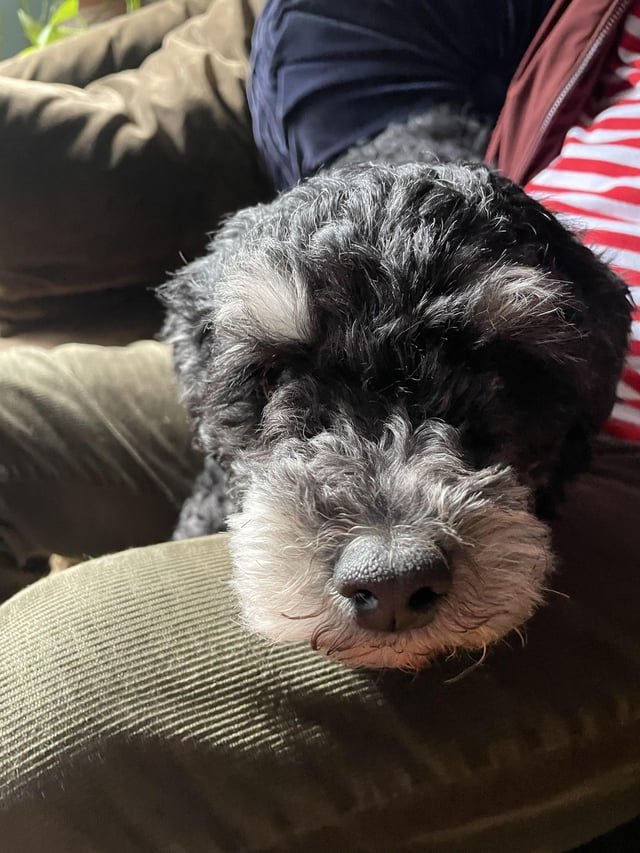 found dog in Philadelphia, Pennsylvania